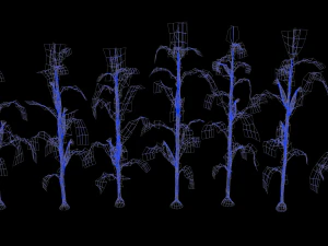 Corn field 3D Model