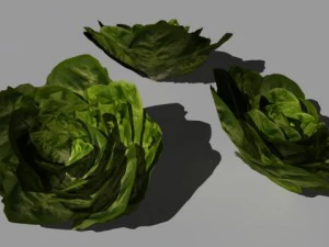 vegetais Modelo 3D