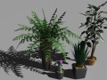 decorative plants Modelo 3D