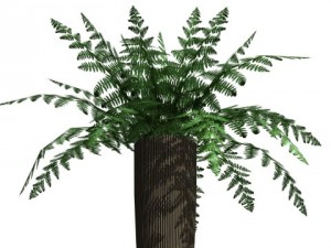 decorative plants 3Dモデル