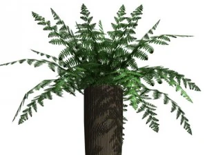 decorative plants 3D Model
