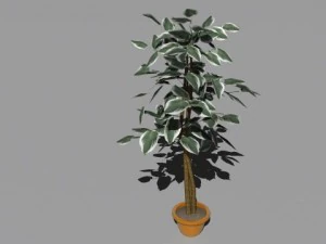 decorative plants 3D Model