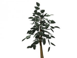 decorative plants 3Dモデル