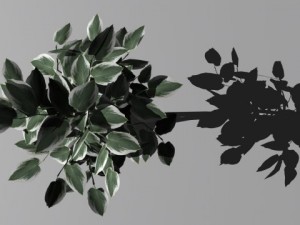decorative plants 3Dモデル