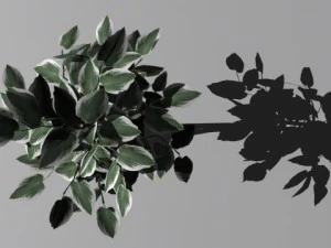 decorative plants 3D Model