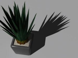 decorative plants 3Dモデル