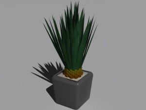 decorative plants 3Dモデル