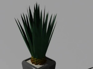 decorative plants 3D Model