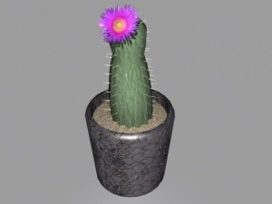 decorative plants 3Dモデル