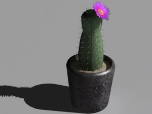 decorative plants 3D Model