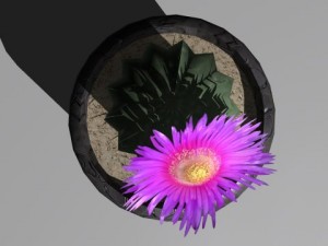 decorative plants 3Dモデル