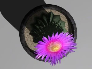 decorative plants 3D Model