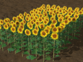Sunflower plants 3D 模型