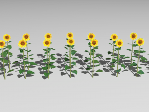 Sunflower plants 3D Model