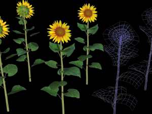 Sunflower plants 3D Model