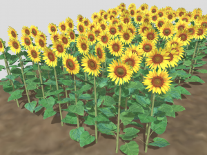 Sunflower plants 3D Model