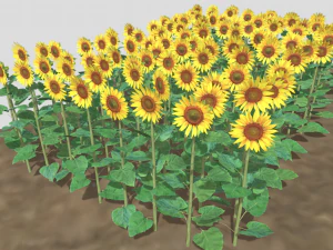 Sunflower plants 3D Model
