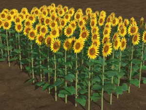 Sunflower plants 3D Model
