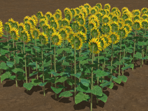 Sunflower plants 3D Model