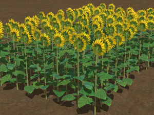Sunflower plants 3D Model