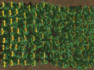 Sunflower plants 3D Model