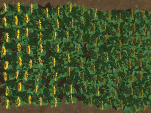 Sunflower plants 3D Model