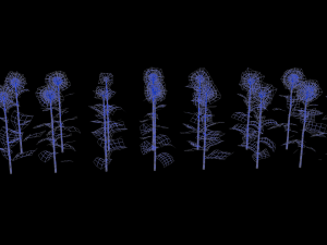 Sunflower plants 3D Model