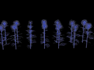 Sunflower plants 3D Model