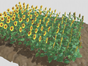 Sunflower plants 3D Model