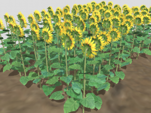 Sunflower plants 3D Model