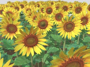 Sunflower plants 3D Model