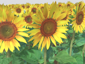 Sunflower plants 3D Model