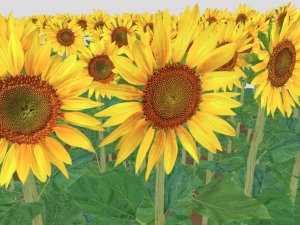 Sunflower plants 3D Model