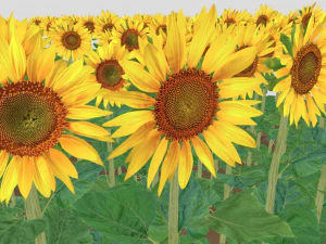 Sunflower plants 3D Model