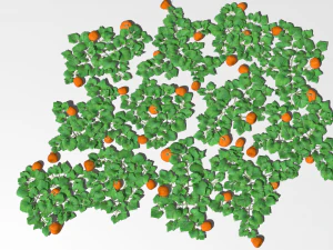 Pumpkin plantation 3D Model