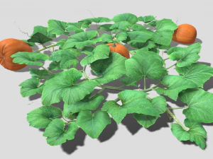 Pumpkin plantation 3D Model