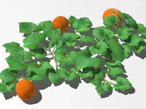 Pumpkin plantation 3D Model