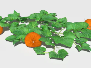 Pumpkin plantation 3D Model