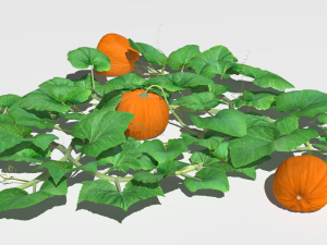 Pumpkin plantation 3D 模型