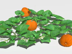 Pumpkin plantation 3D Model
