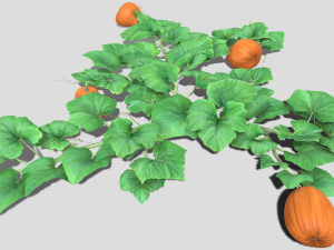 Pumpkin plantation 3D 模型