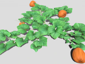 Pumpkin plantation 3D Model