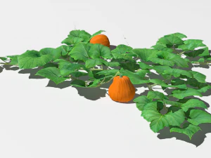 Pumpkin plantation 3D Model