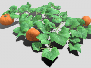 Pumpkin plantation 3D 模型