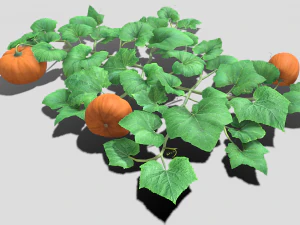 Pumpkin plantation 3D Model