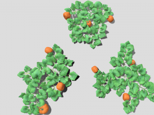 Pumpkin plantation 3D 模型