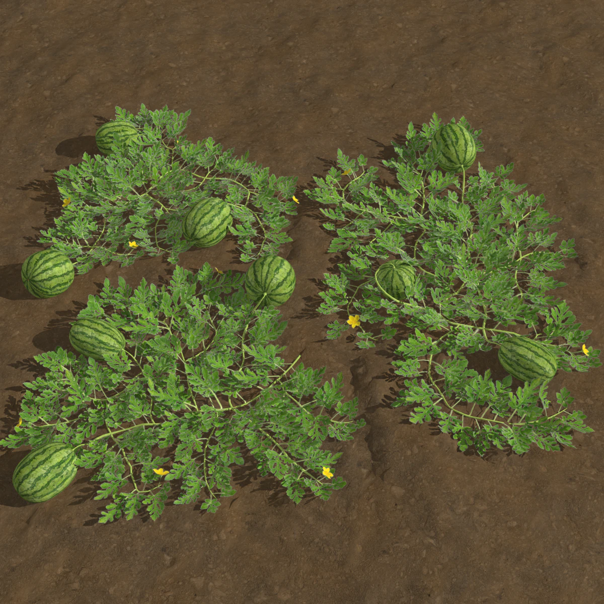 Watermelon plantation 3D Model .c4d .max .obj .3ds .fbx .stl .blend