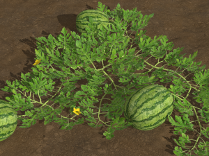 Watermelon plantation 3D-Modell