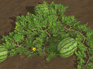 Watermelon plantation 3D Model
