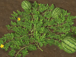 Watermelon plantation 3D Model